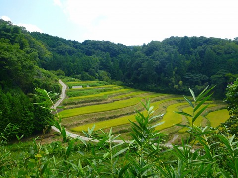 全景がきれいな桜山の棚田(写真2)