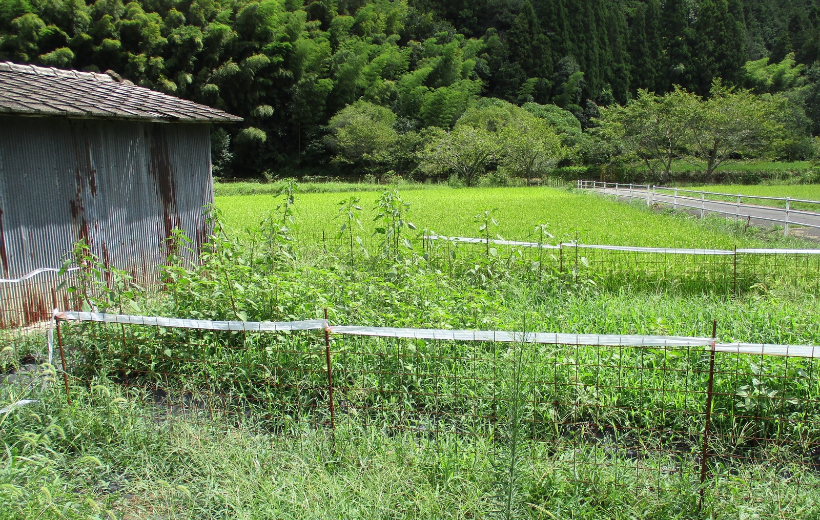 detached 多賀