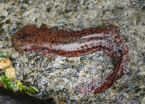 オオサンショウウオは佐用川の宝物です
