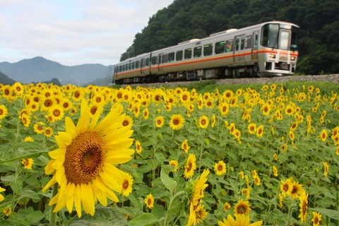 ひまわり畑を走る姫新線新型車両