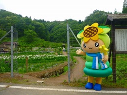 花しょうぶ園ってこんな感じ(写真3)