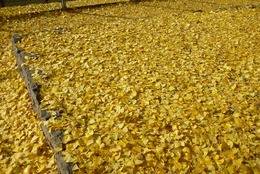 落ち葉は黄色いじゅうたんを敷き詰めたよう。(写真4)