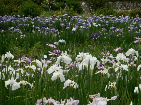 佐用花紀行 お知らせ 佐用町 公式ホームページ 絆できらめく ひと まち 自然 未来へつなぐ 共生の郷 佐用
