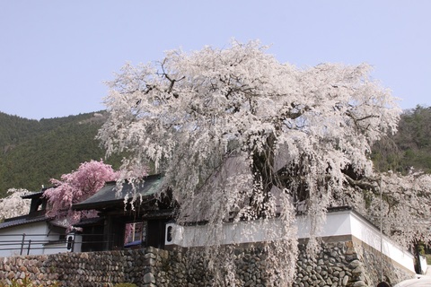 播磨一本堂　漆野光福寺