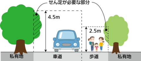 道路の上空を確保するため、定期的なせん定をおこないましょう