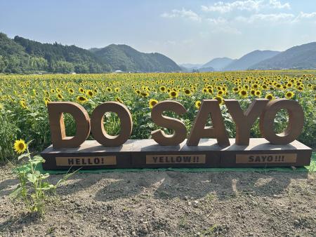 ひまわり開花情報 (7月23日更新)｜お知らせ｜佐用町 公式ホームページ