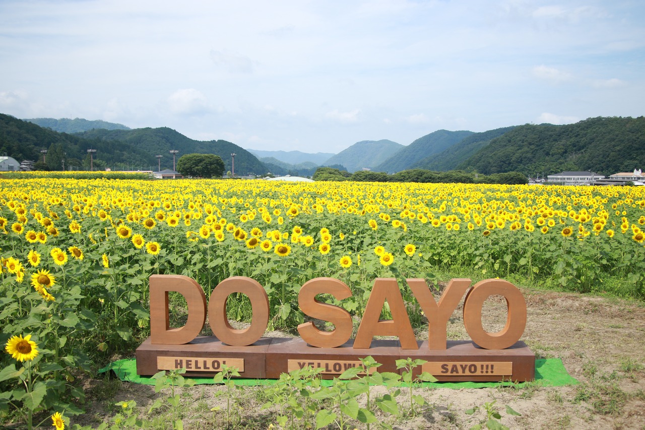 ひまわり開花情報 (7月16日更新)｜お知らせ｜佐用町 公式ホームページ