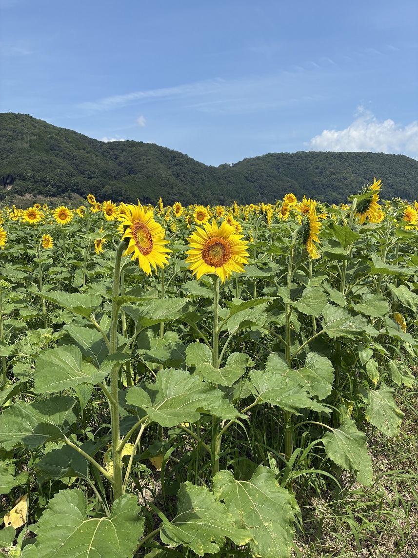 ひまわり開花情報 (7月13日更新)｜お知らせ｜佐用町 公式ホームページ