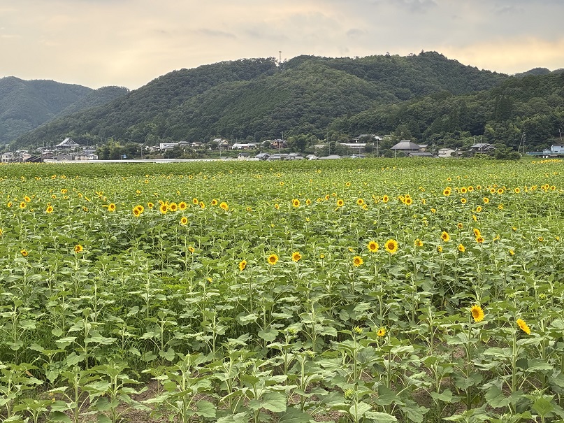 ひまわり開花情報 (7月16日更新)｜お知らせ｜佐用町 公式ホームページ
