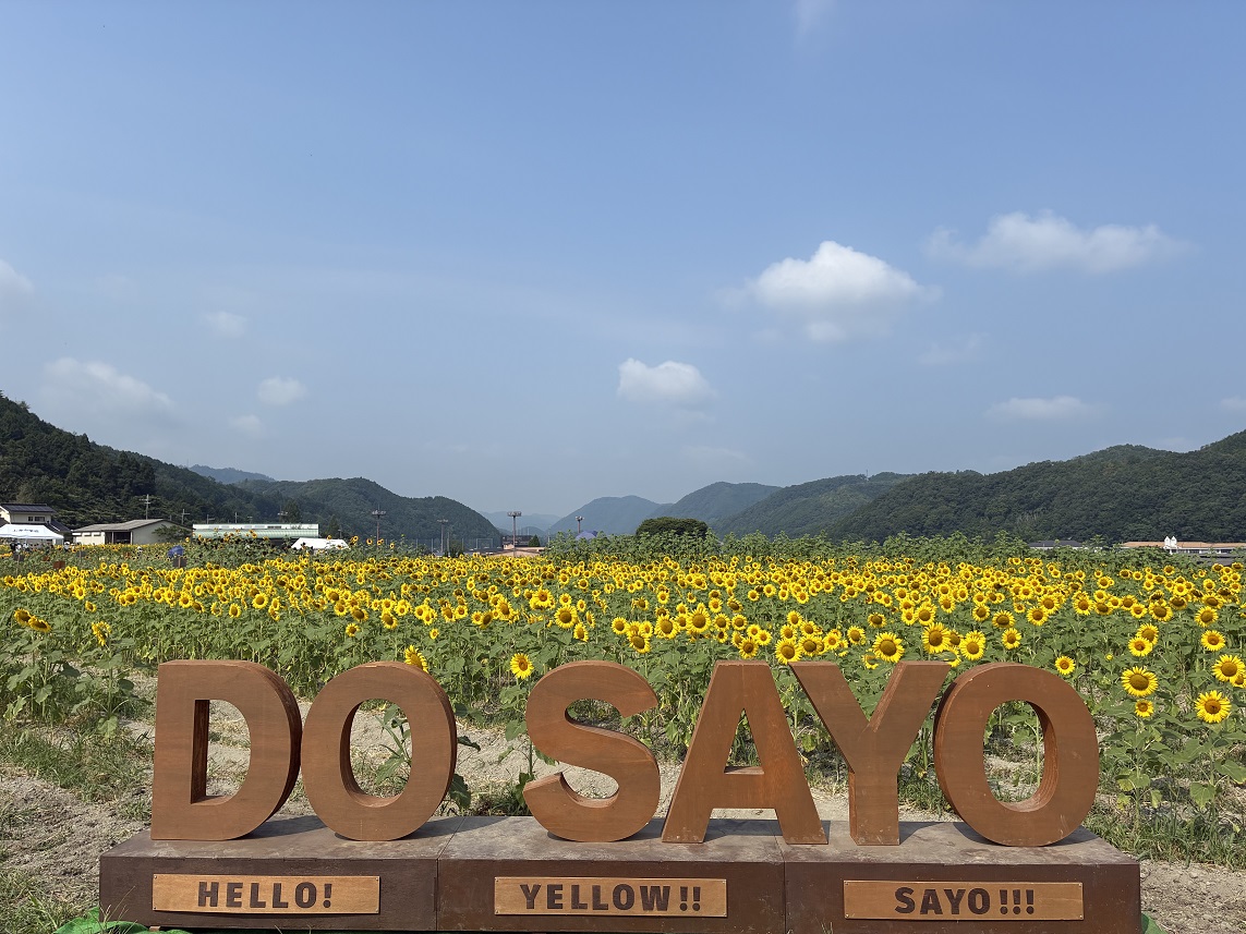 ひまわり開花情報 (7月22日更新)｜お知らせ｜佐用町 公式ホームページ