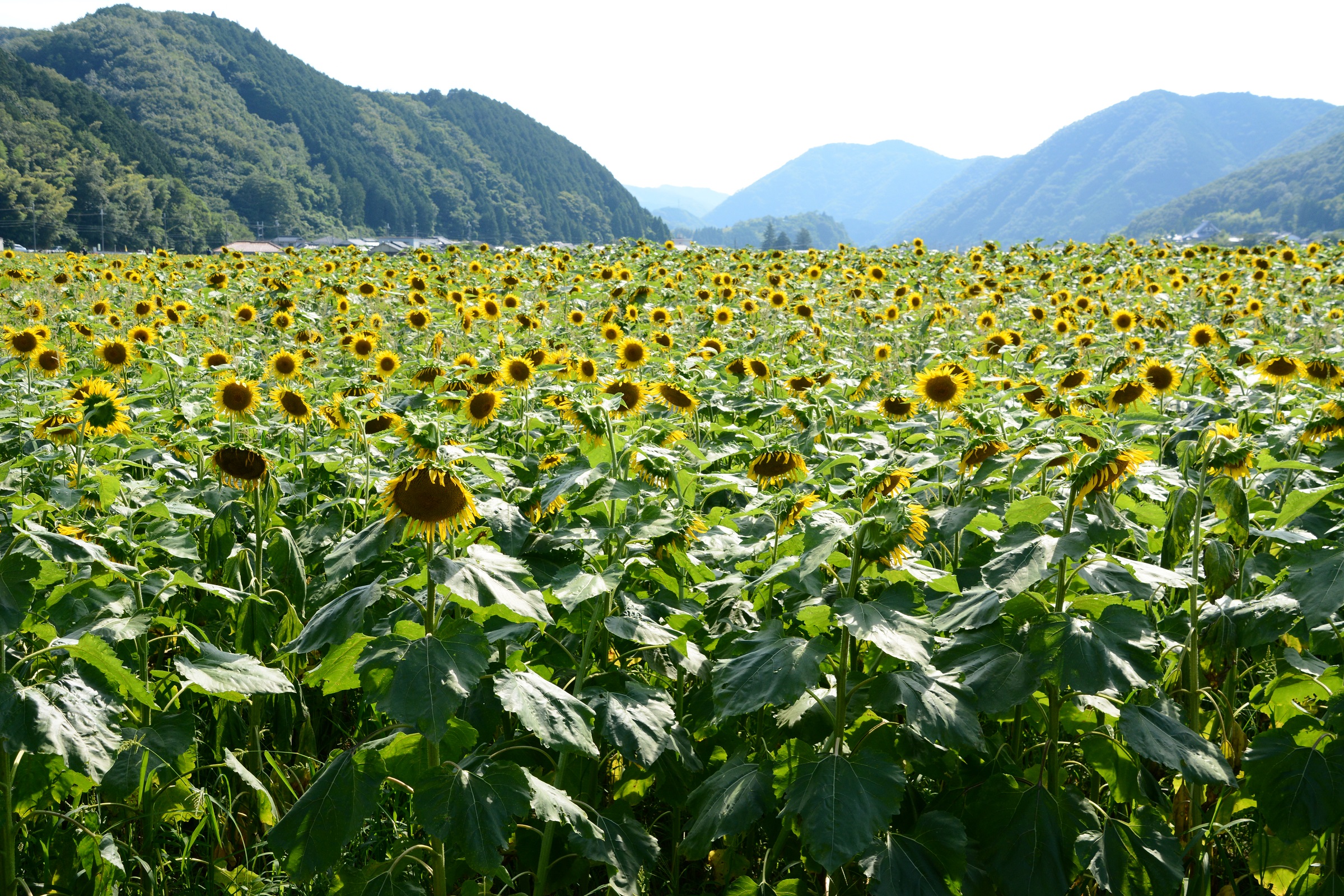 ひまわり情報 林崎 閉園しました お知らせ 佐用町 公式ホームページ 絆できらめく ひと まち 自然 未来へつなぐ 共生の郷 佐用